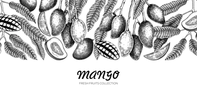 Ripe mango background. Tropical fruit hand drawn vector illustration. Exotic plant with fruit, leaves, branches sketches. Summer food banner,  juice packaging, vintage design 